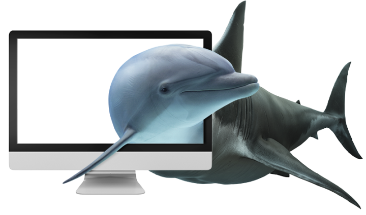Hai-Delfin-Bild